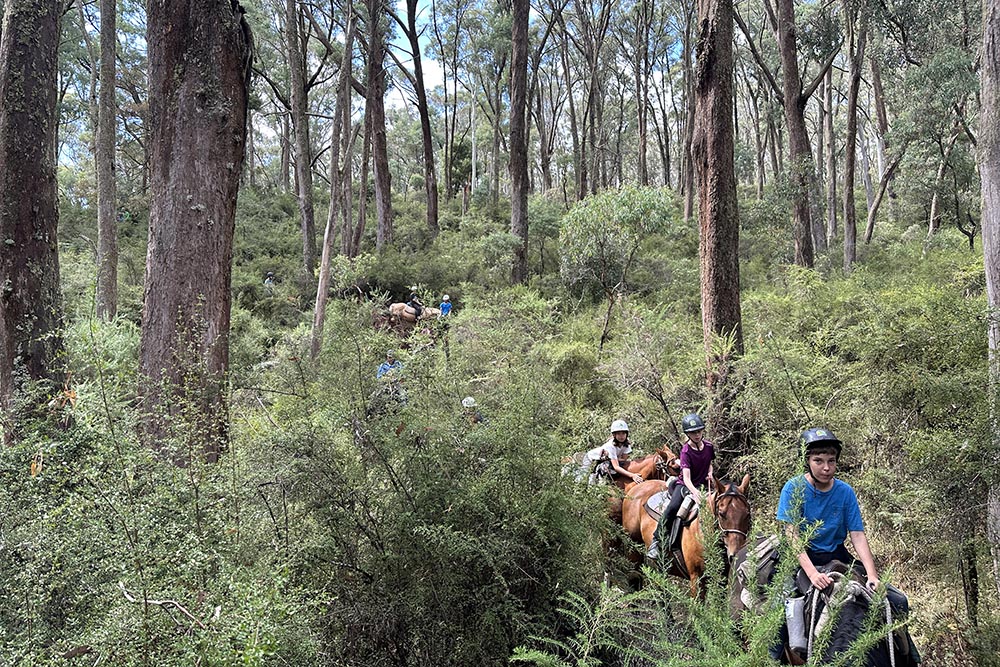 Class 6 riding horses through the tall mountain ash bush of the Victorian High Country